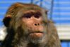 monkey