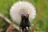 Paardenbloem