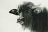 Waterbuffalo Ies. 42x59cm. Faber Castell Polychromos & Caran D’Ache Supracolorsoft potloden